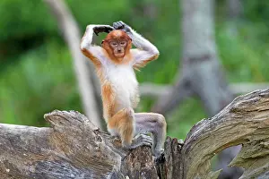 Iarvatus: Proboscis / Long-nosed Monkey - young