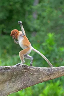 Iarvatus: Proboscis / Long-nosed Monkey - young