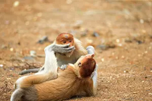 Iarvatus: Proboscis / Long-nosed Monkey - young play-fighting