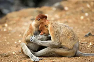 Iarvatus: Proboscis / Long-nosed Monkey - young play-fighting