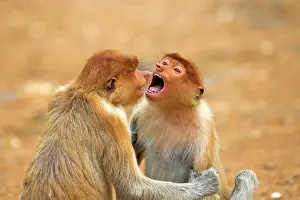 Iarvatus: Proboscis / Long-nosed Monkey - young play-fighting