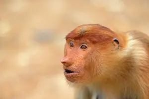 Iarvatus: Proboscis / Long-nosed Monkey - young play-fighting