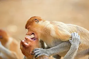 Iarvatus: Proboscis / Long-nosed Monkey - young play-fighting