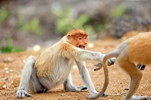 Iarvatus: Proboscis / Long-nosed Monkey - young play-fighting