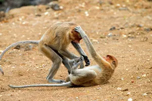 Iarvatus: Proboscis / Long-nosed Monkey - young play-fighting