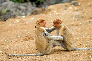 Iarvatus: Proboscis / Long-nosed Monkey - young play-fighting