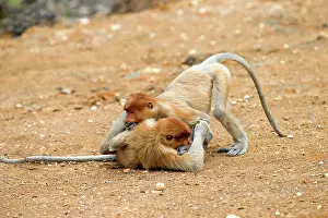 Iarvatus: Proboscis / Long-nosed Monkey - young play-fighting