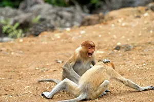 Iarvatus: Proboscis / Long-nosed Monkey - young play-fighting