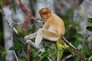 Nasalis: Proboscis Monkey