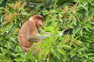 Nasalis: Proboscis Monkey