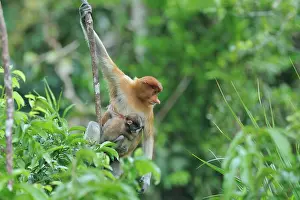 Nasalis: Proboscis Monkey