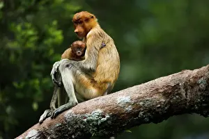 Bonding: Proboscis Monkey