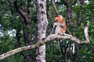 Alpha: Proboscis Monkey