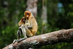 Infant: Proboscis Monkey