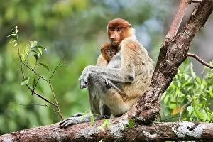 Infant: Proboscis Monkey