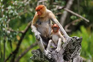 Proboscis: PROBOSCIS MONKEY