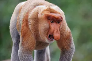Proboscis: PROBOSCIS MONKEY