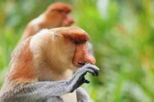 Proboscis: PROBOSCIS MONKEY