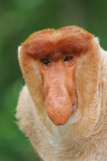 Proboscis: PROBOSCIS MONKEY
