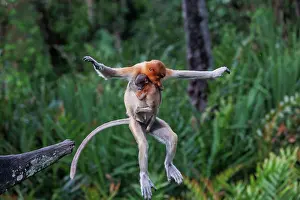 Proboscis: PROBOSCIS MONKEY