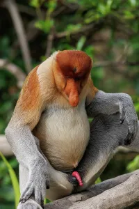 Proboscis: PROBOSCIS MONKEY