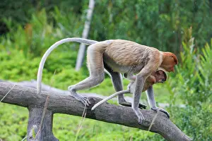 Sabah: PROBOSCIS MONKEY