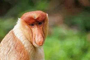 Sabah: PROBOSCIS MONKEY