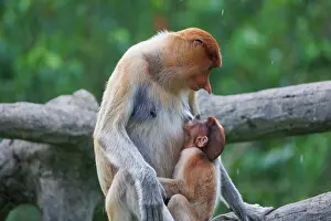 Sabah: PROBOSCIS MONKEY