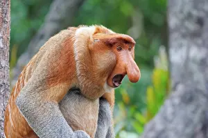 Sabah: PROBOSCIS MONKEY