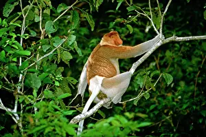 Larvatus: Proboscis Monkey - Adult male