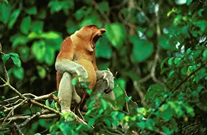 Larvatus: Proboscis Monkey - adult male yawning