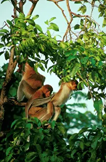 Larvatus: Proboscis Monkey - Female preening young at sunset in tree