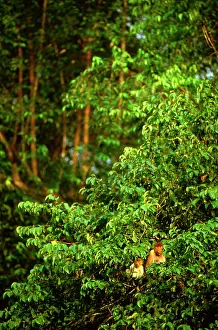Larvatus: Proboscis monkey - Female and young