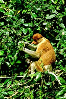 Larvatus: Proboscis Monkey - Female & young