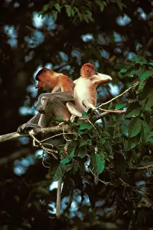 Larvatus: Proboscis Monkey - Female & young