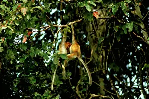 Riverine: Proboscis Monkey - Juveniles playing in riverine forest