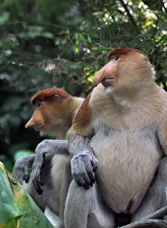 Larvatus: Proboscis Monkey / Long-Nosed Monkey