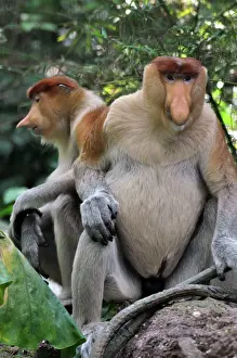 Larvatus: Proboscis Monkey / Long-Nosed Monkey