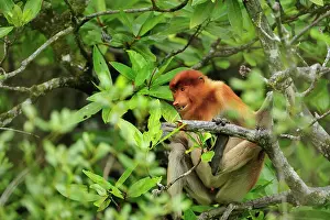 Sarawak: Proboscis Monkey / Long-nosed Monkey Bako National