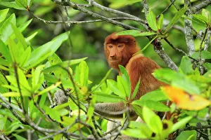 Sarawak: Proboscis Monkey / Long-nosed Monkey Bako National