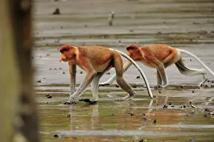 Sarawak: Proboscis Monkey / Long-nosed Monkey Bako National