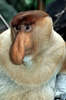 Larvatus: Proboscis Monkey / Long-Nosed Monkey - male