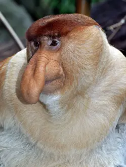 Larvatus: Proboscis Monkey / Long-Nosed Monkey - male