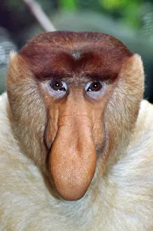 Larvatus: Proboscis Monkey / Long-Nosed Monkey - male