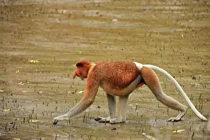 Sarawak: Proboscis Monkey / Long-nosed Monkey - male Bako