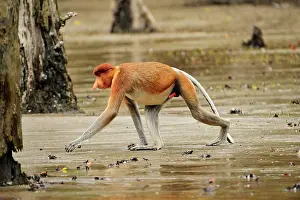 Sarawak: Proboscis Monkey / Long-nosed Monkey - male Bako