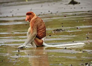 Sarawak: Proboscis Monkey / Long-nosed Monkey - male Bako