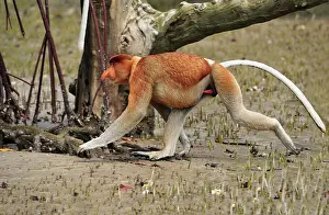 Sarawak: Proboscis Monkey / Long-nosed Monkey - male Bako