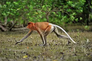 Sarawak: Proboscis Monkey / Long-nosed Monkey - male Bako