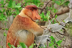 Sarawak: Proboscis Monkey / Long-nosed Monkey - male Bako